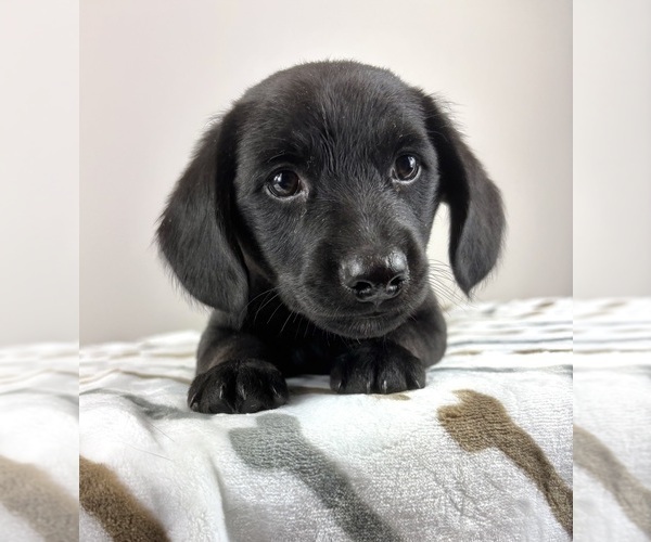 Medium Photo #6 Dachshund Puppy For Sale in INDIANAPOLIS, IN, USA