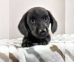 Small #5 Dachshund