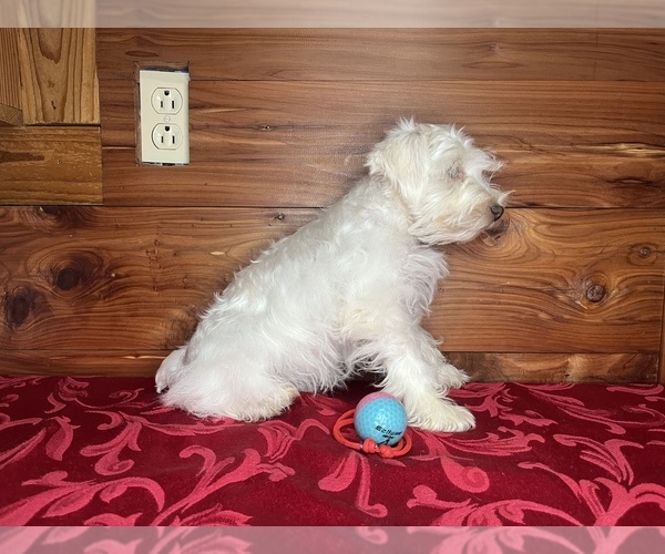 Medium Photo #4 Schnauzer (Miniature) Puppy For Sale in BIG CABIN, OK, USA