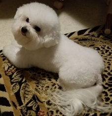 Mother of the Bichon Frise puppies born on 01/05/2019