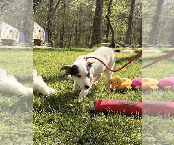 Medium Photo #4 Labrador Retriever-Unknown Mix Puppy For Sale in Yardley, PA, USA