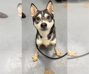 Siberian Husky Dogs for adoption in Peoria, IL, USA