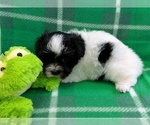 Small #5 Havanese