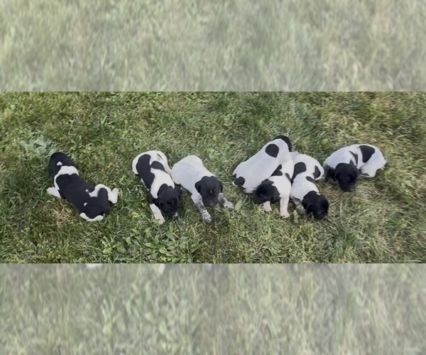 Medium Photo #1 German Shorthaired Pointer Puppy For Sale in ARGONNE, WI, USA