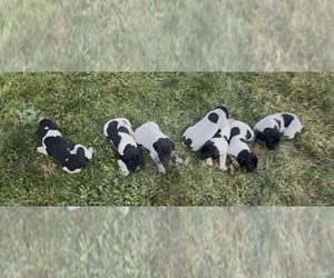 German Shorthaired Pointer Puppy for sale in ARGONNE, WI, USA