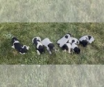 Image preview for Ad Listing. Nickname: Litter of 7