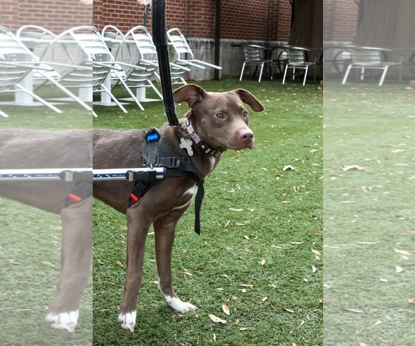 Medium Photo #16 Labrador Retriever-Unknown Mix Puppy For Sale in Holly Springs, NC, USA