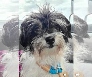 Maltese Dogs for adoption in Matawan, NJ, USA