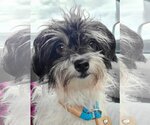Small Photo #1 Maltese Puppy For Sale in Matawan, NJ, USA