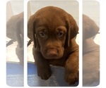 Small Labrador Retriever