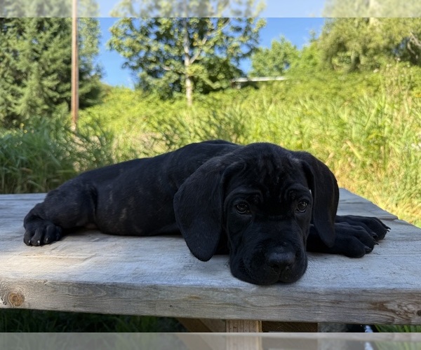 Medium Photo #4 Cane Corso Puppy For Sale in HILLSBORO, OR, USA