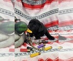 Small Photo #42 Labrador Retriever Puppy For Sale in MERIDEN, KS, USA