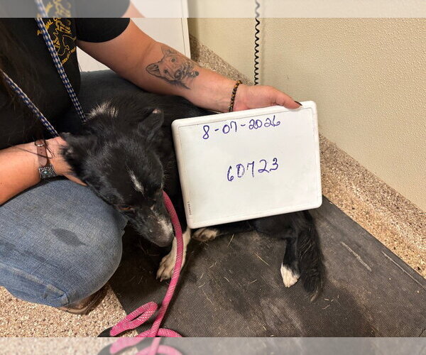 Medium Photo #2 Border Collie Puppy For Sale in Great Bend, KS, USA