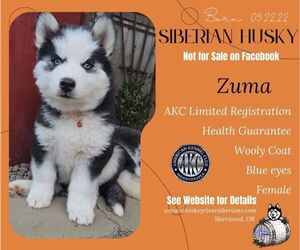 Siberian Husky Puppy for sale in SHERWOOD, OR, USA