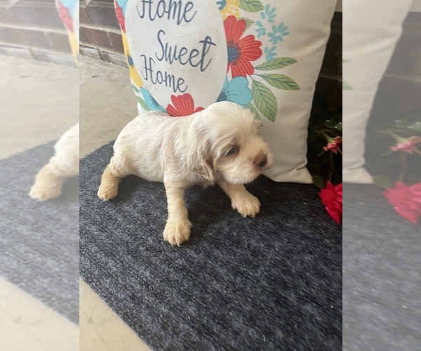 Medium Photo #5 Cocker Spaniel Puppy For Sale in TRINITY, NC, USA
