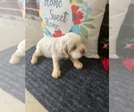 Small #4 Cocker Spaniel