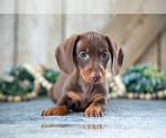 Small Photo #6 Dachshund Puppy For Sale in GREENWICH, OH, USA