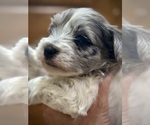 Puppy Bluey Schnauzer (Miniature)