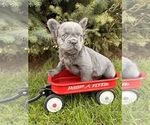 Small Photo #2 French Bulldog Puppy For Sale in MIDDLEBURY, IN, USA