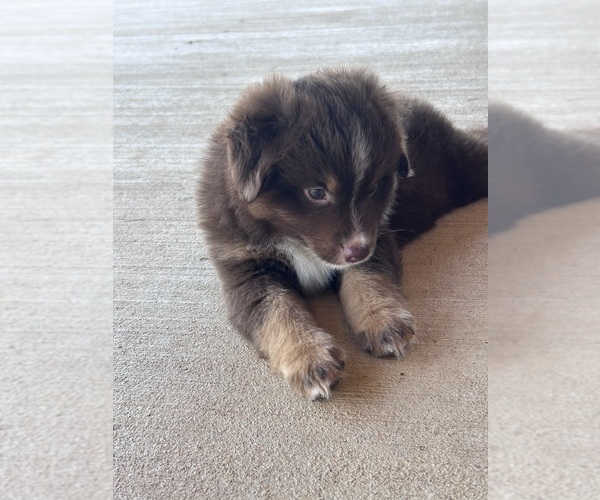 Medium Photo #14 Miniature Australian Shepherd Puppy For Sale in CANTON, TX, USA