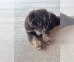 Small #13 Miniature Australian Shepherd