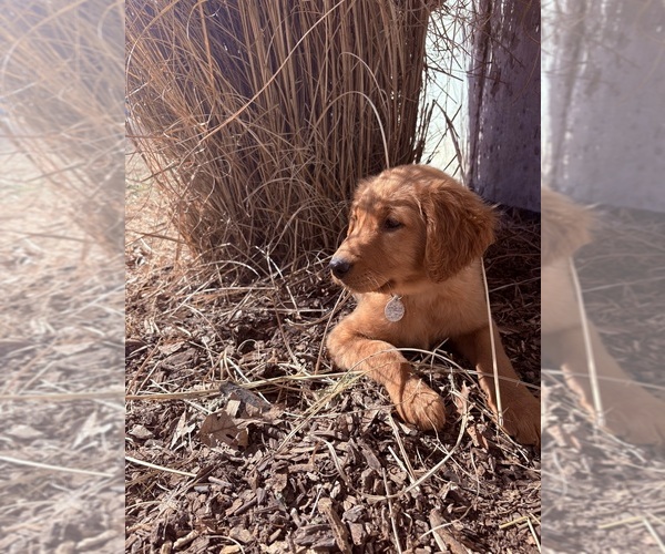 Medium Photo #5 Golden Retriever Puppy For Sale in MARSHFIELD, MO, USA
