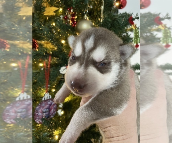 Medium Photo #2 Siberian Husky Puppy For Sale in WAUCHULA, FL, USA