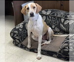 Small Pointer Mix