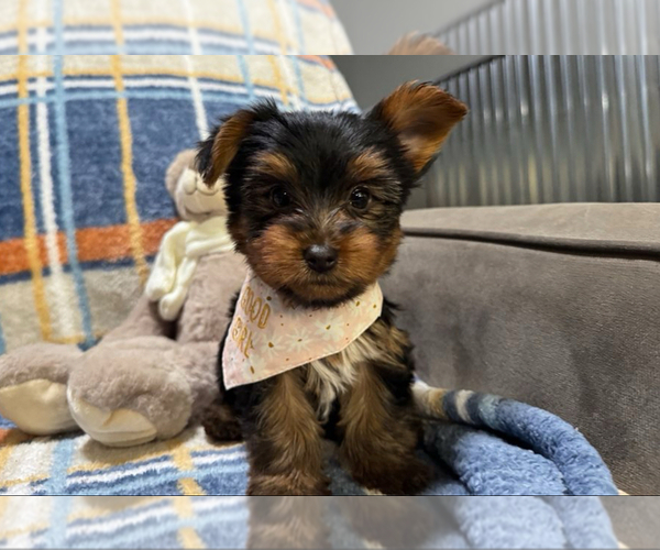 Medium Photo #1 Yorkshire Terrier Puppy For Sale in SPRING HILL, FL, USA