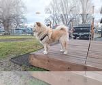 Small Photo #1 Chow Chow Puppy For Sale in NYSSA, OR, USA