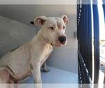 Small American Pit Bull Terrier Mix
