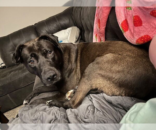 Medium Photo #13 Labrador Retriever-Unknown Mix Puppy For Sale in Atlanta, GA, USA