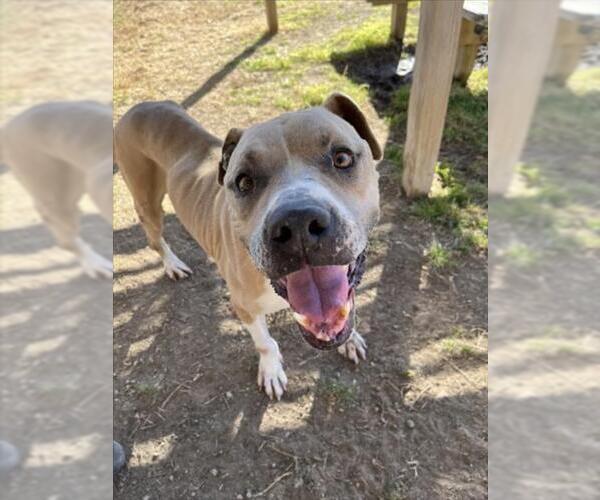 Medium Photo #2 American Staffordshire Terrier-Unknown Mix Puppy For Sale in Plano, TX, USA