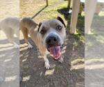 Small #1 American Staffordshire Terrier Mix