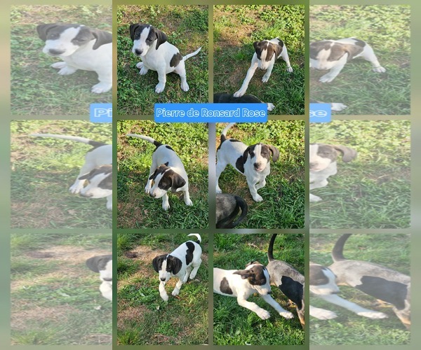 Medium Photo #16 Mutt Puppy For Sale in Wakefield, RI, USA