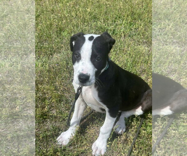 Medium Photo #3 Labrador Retriever-Unknown Mix Puppy For Sale in Tarrytown, GA, USA