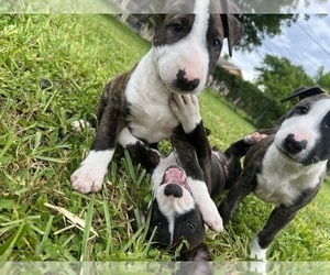 Bull Terrier Puppy for sale in WINTER PARK, FL, USA