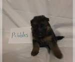 Small #4 German Shepherd Dog