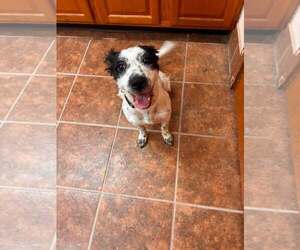 Luna - Female Mutt Dog for Adoption - Photo #2
