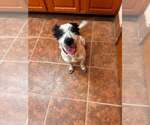 Small #1 Mutt