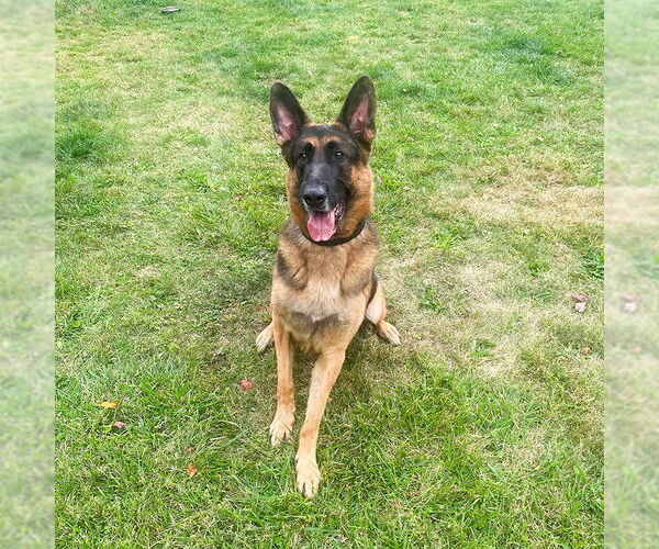 Medium Photo #2 German Shepherd Dog Puppy For Sale in Millburn, NJ, USA