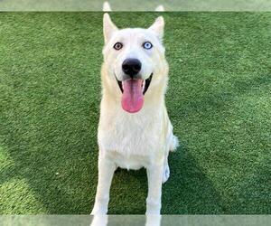 Medium Siberian Husky