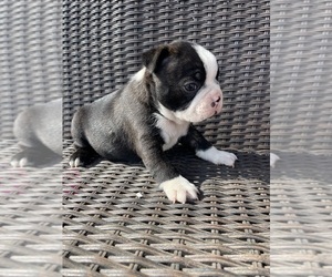 Boston Terrier Puppy for sale in CHARLOTTESVILLE, VA, USA