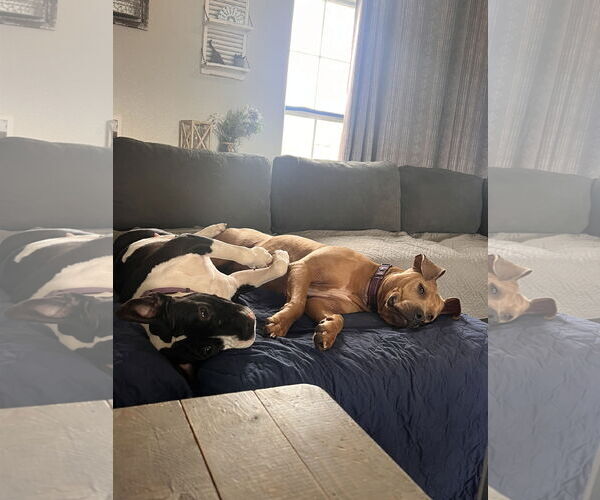 Medium Photo #3 American Pit Bull Terrier-Unknown Mix Puppy For Sale in Polson, MT, USA