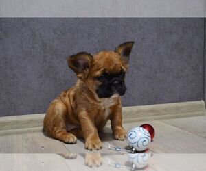 French Bulldog Puppy for sale in ASTORIA, NY, USA