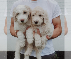 Goldendoodle Puppy for Sale in ALBION, New Jersey USA
