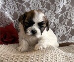 Small #2 Cavachon-Shih Tzu Mix