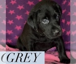 Small Photo #2 Labrador Retriever Puppy For Sale in OLIVE HILL, KY, USA