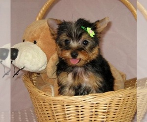 Yorkshire Terrier Puppy for sale in BOLTON, NC, USA