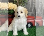 Small #2 Cavachon